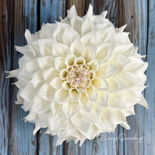 FREE KA's™ Bella Luna tuber with Mystery dahlia tuber purchase