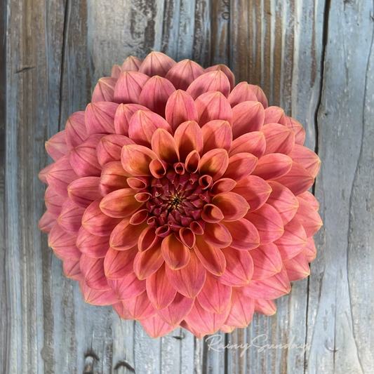 FREE KA's™ Boho Peach tuber with Mystery dahlia tuber purchase