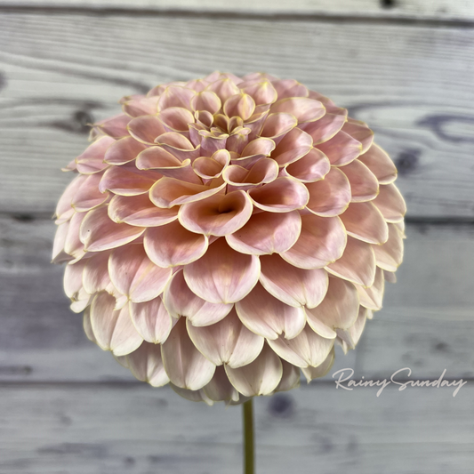 FREE KA's™ Cinder Rose tuber with Mystery dahlia tuber purchase