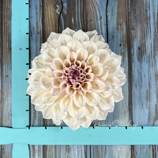 FREE KA's™ Pearl tuber with Mystery dahlia tuber purchase