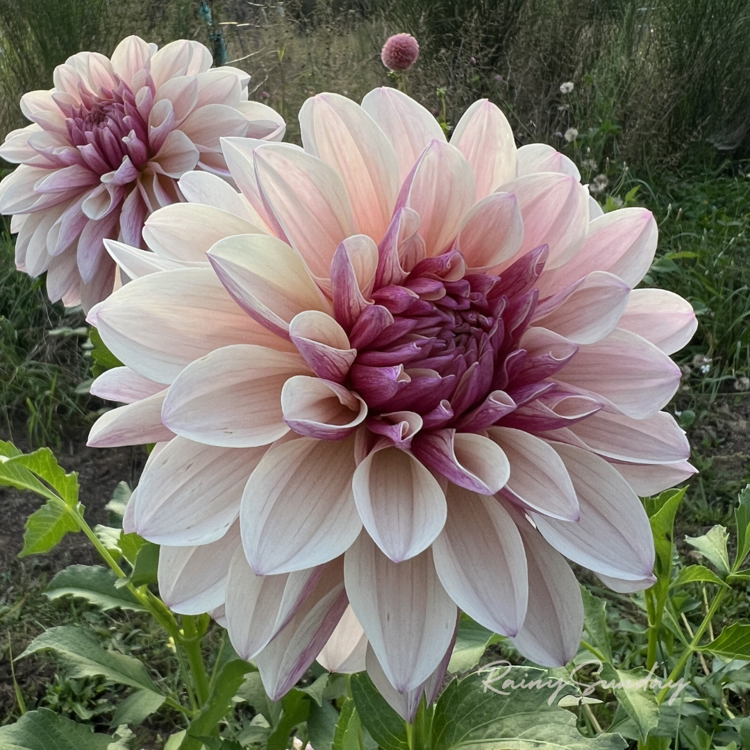 FREE KA's™ Penny Lane tuber with Mystery dahlia tuber purchase