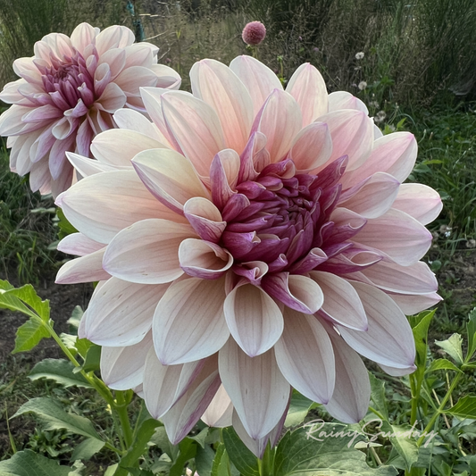 FREE KA's™ Penny Lane tuber with Mystery dahlia tuber purchase