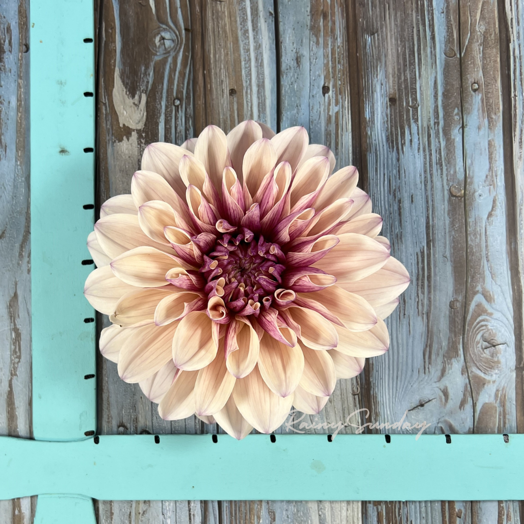 FREE KA's™ Penny Lane tuber with Mystery dahlia tuber purchase