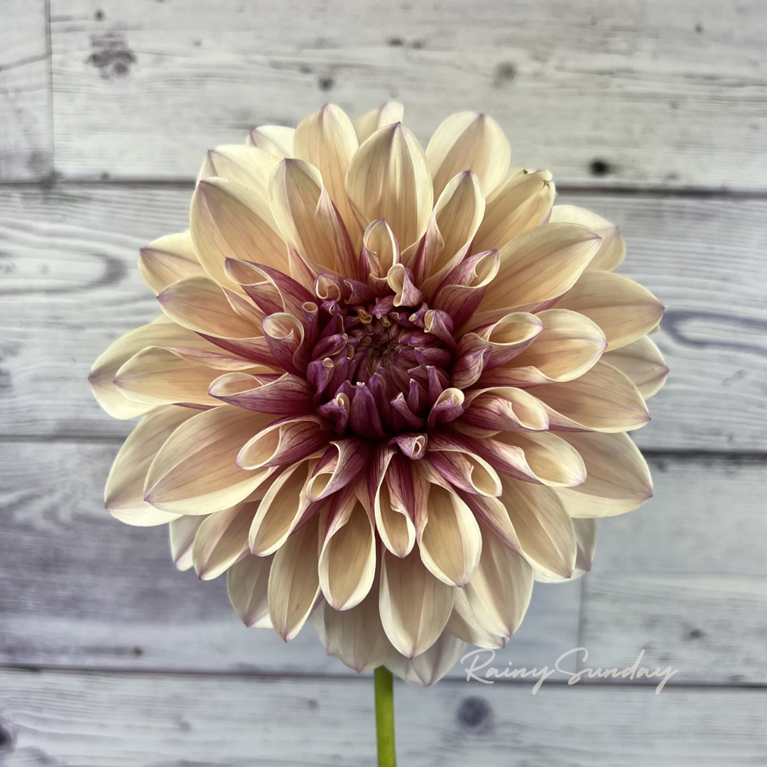 FREE KA's™ Penny Lane tuber with Mystery dahlia tuber purchase