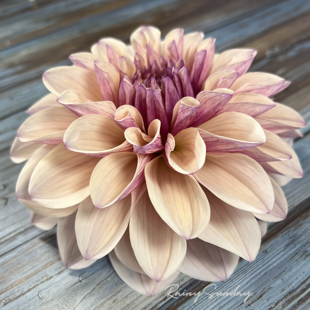 FREE KA's™ Penny Lane tuber with Mystery dahlia tuber purchase