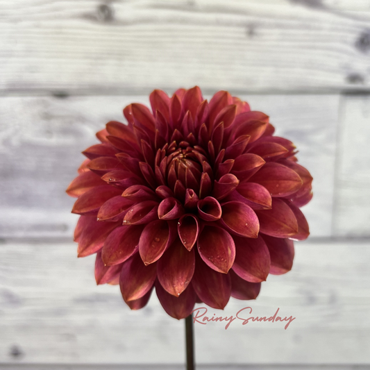 FREE KA's™ Rosie Jo tuber with Mystery dahlia tuber purchase